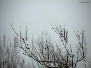 Branches in the fog