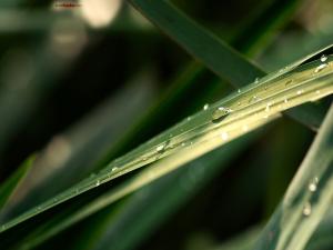 Water drops sliding down the plant
