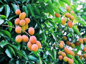 Lychee: exotic fruit, delicious and medicinal, native of China