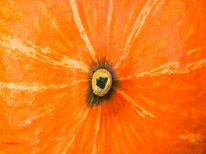 A pumpkin close up view