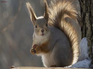 Squirrel with a hazelnut