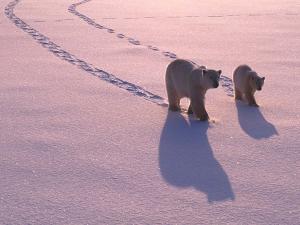 Two polar bears walking
