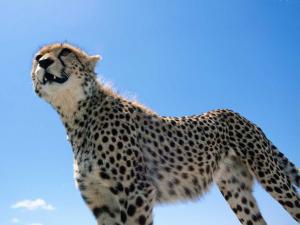 Cheetah watcher
