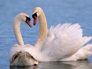 Pair of white swans