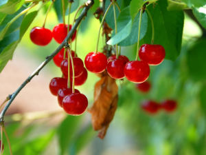 Red and sweet cherries