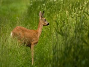 Fawn in the green grass