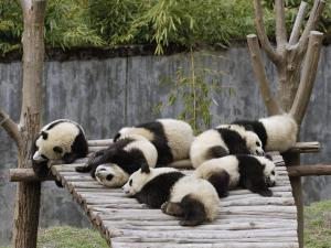 Panda bears resting