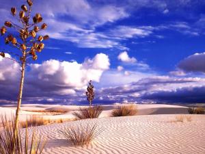 Dry vegetation in a desert of white sand