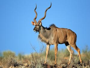 Greater kudu (african antelope)