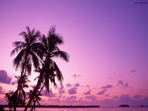 Purple beach