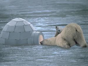 Polar bears visiting an igloo