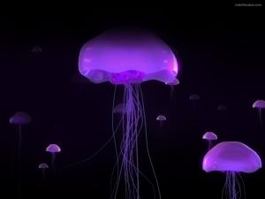 Purple jellyfishes