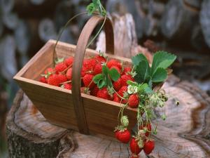 Strawberries in a little basket
