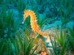 Seahorse (Hippocampus)