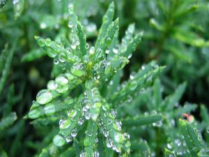 Water drops on a plant