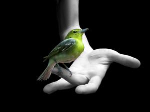 Birdie over a hand