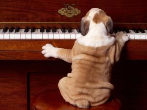 Dog playing piano