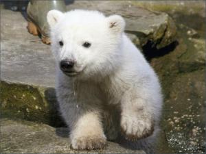 Polar bear cub