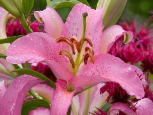 Pink lily with dew drops