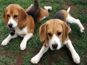 Two beagle puppies