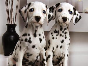 Two dalmatian puppies