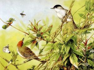 Birds and insects