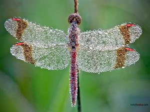 Dragonfly with dew droplets