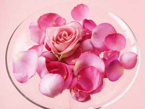 A rose and petals on a plate