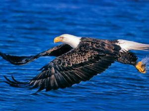Bald Eagle fishing