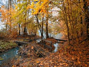 Small wooden bridge full of fallen leaves