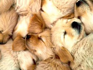 Dogs huddled