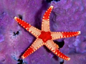 Starfish white and red