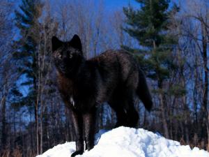 Black wolf in the snow