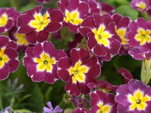 Purple flowers with yellow center