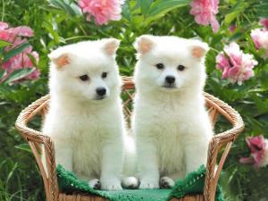 White puppies in a chair