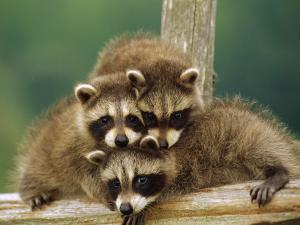 Family of raccoons