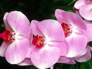 Branch of pink orchid