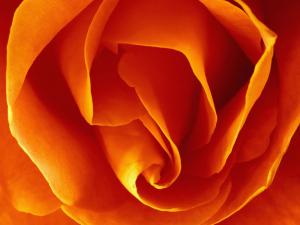 Orange rose petals