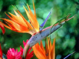 Flower "bird of paradise" with a green lizard on top