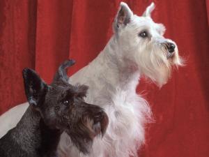 Schnauzer dogs white and black
