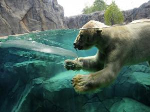 Polar bear swimming in waters of a zoo