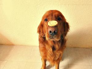 Golden Retriever with a cookie on the snout