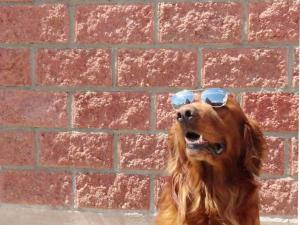 Golden Retriever with mirrored sunglasses