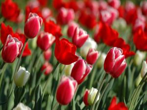 Red tulips blooming
