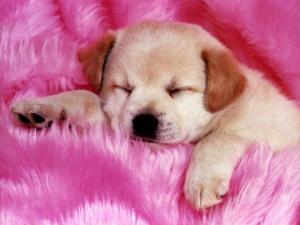 Puppy sleeping on a pink blanket