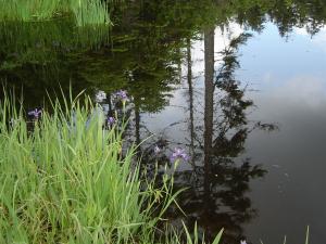 Plants and flowers to the water's edge