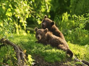 Bear cubs in the forest