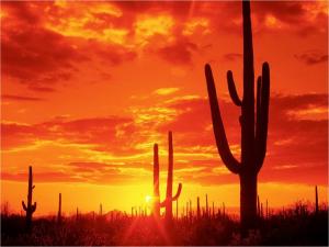 Cactus under a reddish sky in the Sonoran Desert (Arizona)