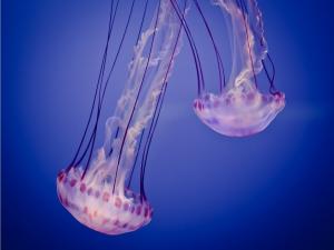 Two jellyfish facedown