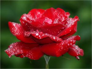 Rose covered with dew drops